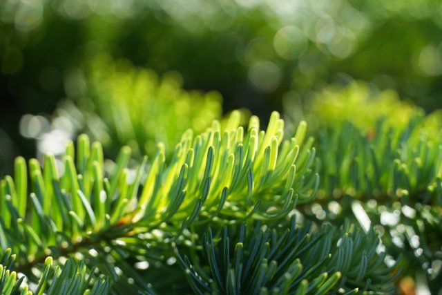 A fir tree I took a picture of while vacationing up by Mt. Rainier